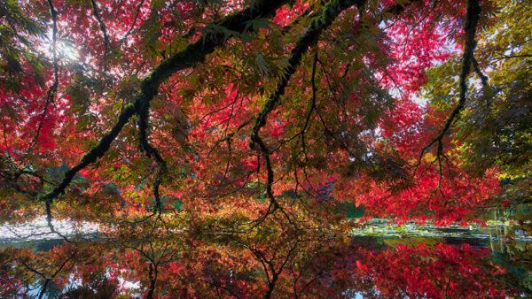 Wallpaper Leaves, During, Autumn, Green, Trees, Daytime, Reflection, Red, River