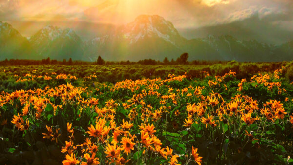 Wallpaper Mountains, Sunflowers, Background, Flowers, Field, Landscape, Sunrays, View, Yellow