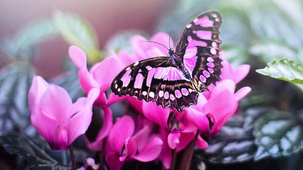 Wallpaper Butterfly, Black, Flowers, Blur, Background, Beautiful, Pink