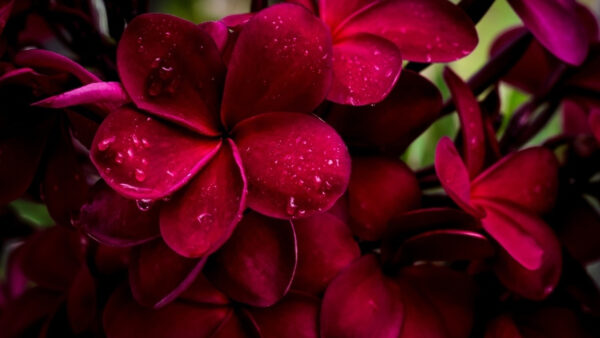 Wallpaper Flowers, Pink, Drops, Water, Plumeria, Dark, With