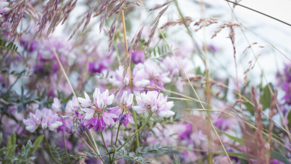 Wallpaper Green, Blur, Flowers, Background, Purple, Leaves, White
