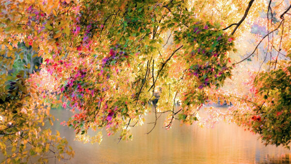 Wallpaper Water, Nature, Branches, Colorful, Leafed, Above, Trees, Autumn