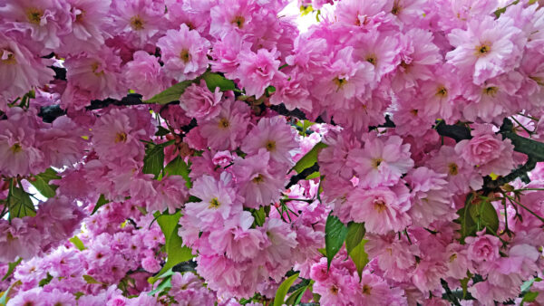 Wallpaper Pink, Flowers, Cherry, Branches, Blossom, Tree, Spring