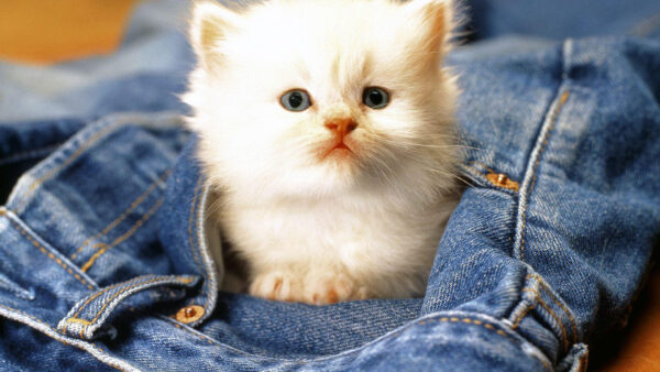 Wallpaper Cat, Cute, Blue, White, Kitten, Jeans