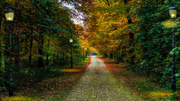 Wallpaper Between, Nature, Garden, Trees, Walk, Lantern, Green, Light, Yellow, Autumn, Path