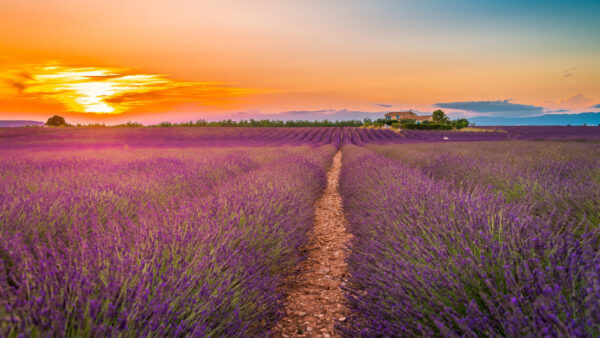 Wallpaper Sunset, Field, Lavender, Beautiful, During, Flowers