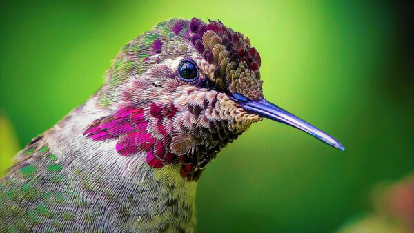 Wallpaper Beak, Sharp, Green, Closeup, Hummingbird, Birds, View, Background, Colorful