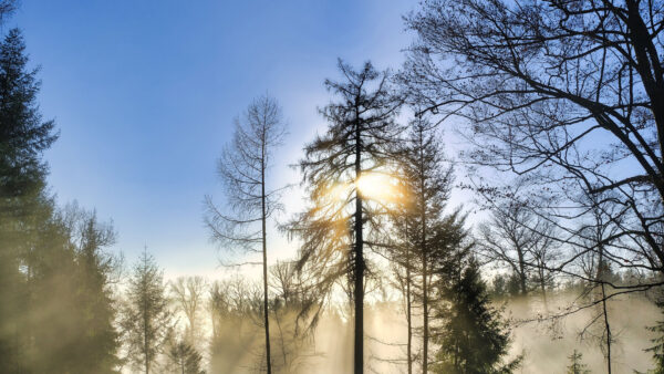 Wallpaper Forest, Desktop, With, Fog, Mobile, Sunlight, Background, Sky, Trees, Nature, Blue