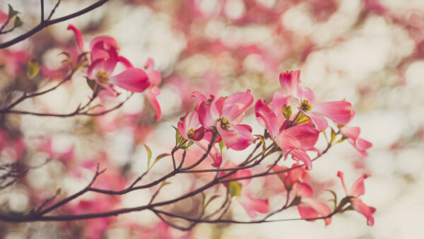 Wallpaper Branches, Dogwood, Pink, Light, Blur, Bokeh, Tree, Petals, Desktop, Flowers, Background, Mobile