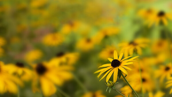 Wallpaper Rudbeckia, Petals, Field, Blur, Desktop, Yellow, Background, Flowers, Mobile