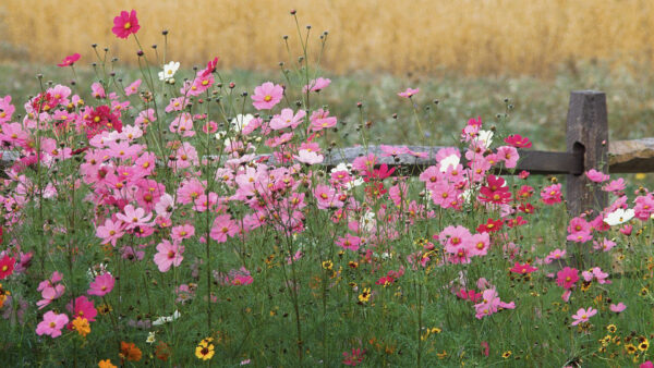 Wallpaper Field, Fence, Pink, Cosmos, Flowers, Wood, Background