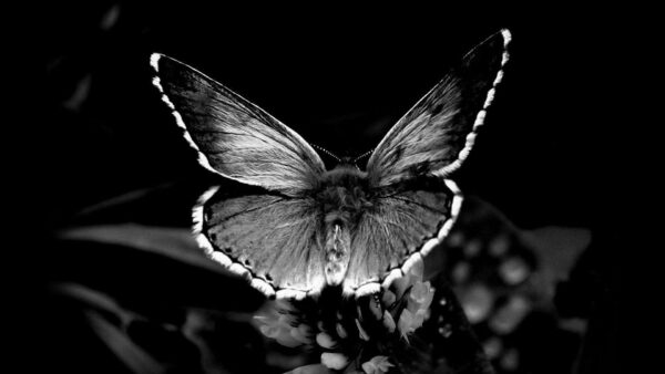 Wallpaper Plant, Black, Butterfly, Background, White