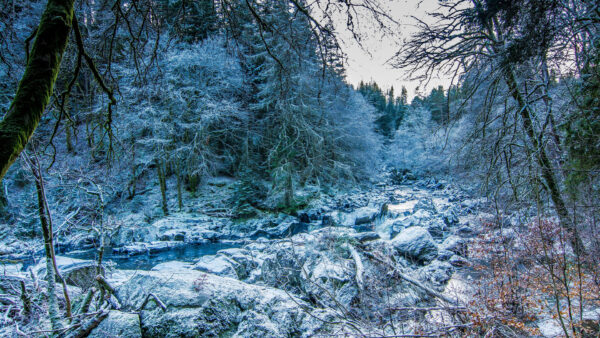 Wallpaper Rocks, Swamp, Frozen, Covered, Logs, Trees, Wood, Winter, River, Snow