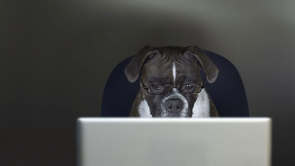 Wallpaper Funny, Glasses, Dog, Black, Seeing, Laptop, Eye, White, With