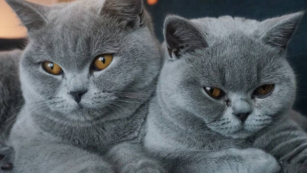 Wallpaper Grey, View, Cute, Closeup, Cat, Two, Dark, Cats
