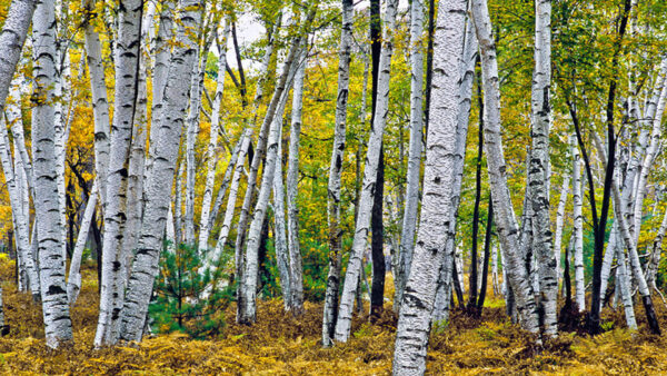 Wallpaper Yellow, Background, Forest, Tree, Trees, Birch, Green, Leaves