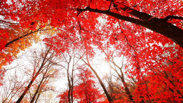 Wallpaper Branches, Blue, Red, Autumn, Sky, Beautiful, Tree, Leaves, Under