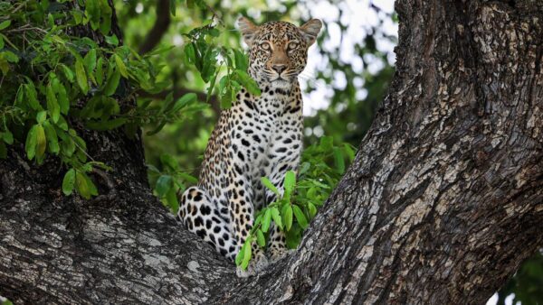 Wallpaper Background, Look, Stare, Sitting, Blur, Leopard, Bokeh, Tree, Branch, With