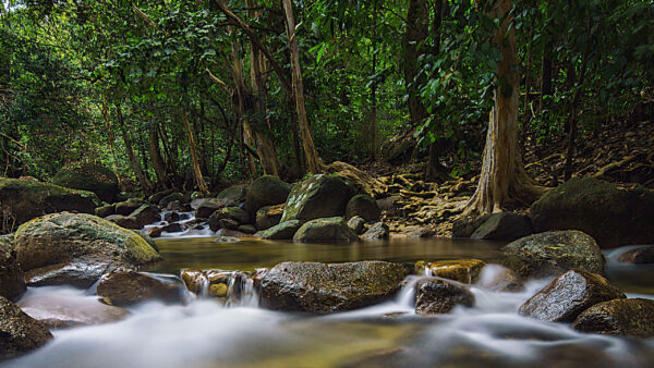 Wallpaper Stream, Rocks, Green, Nature, Forest, Water, Stones, Trees, Background, Scenery, Leaves