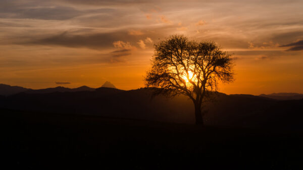 Wallpaper Sunset, Background, Clouds, Hills, Silhouette, Branches, Sky, Mobile, Dark, Desktop, Tree