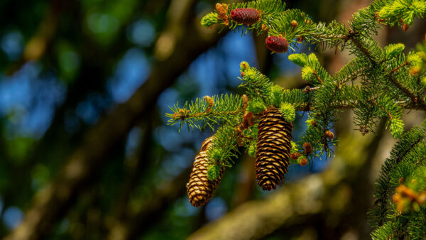 Wallpaper Tree, Cones, Macro, Branches, Blur, Background, Bokeh, Photography