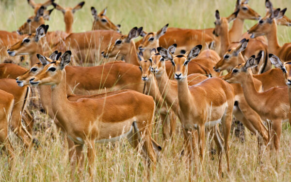 Wallpaper Herd, Impala, Female, Mara, Masai, Kenya