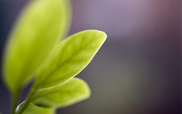 Wallpaper Blur, Green, Leaves