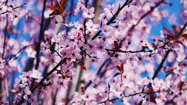 Wallpaper Blossom, Flowers, Cherry, Spring