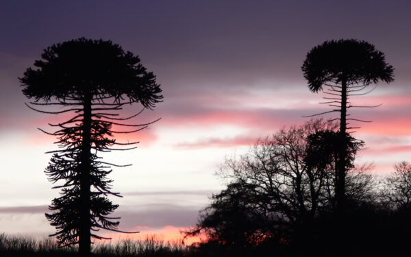 Wallpaper Trees, Mushroom