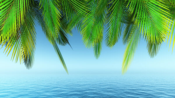 Wallpaper Desktop, Nature, Seashore, Mobile, Earth, Landscape, Tree, Palm, Blue, Under