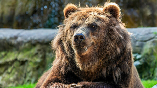 Wallpaper Desktop, Animals, Bear, Animal