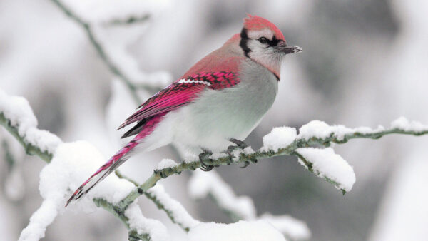 Wallpaper Bird, Animals, Desktop, Background, Pink, And, Red, Perching, Covered, Snow, Cute, Tree, White, Branch