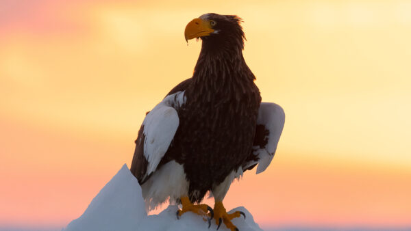 Wallpaper With, Eagle, Mobile, Colourful, Desktop, Sitting, Sea, Steller’s, Background, Animals, Snow