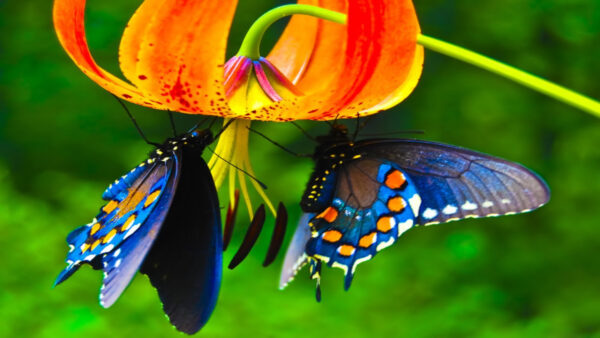 Wallpaper Desktop, Are, Butterflies, Cute, Butterfly, Flowers, Hanging