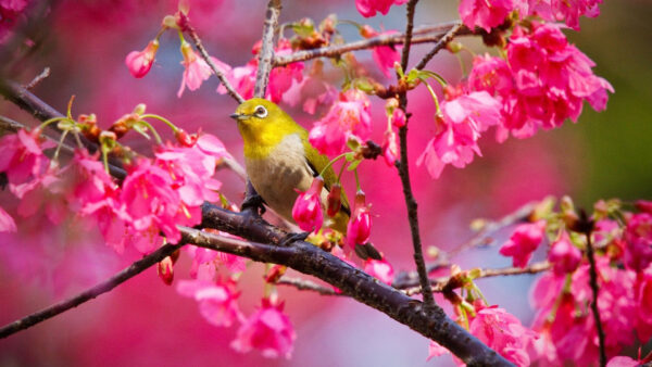 Wallpaper Flowers, Desktop, With, Pink, Background, Green, Tree, Animals, Branch, Bird