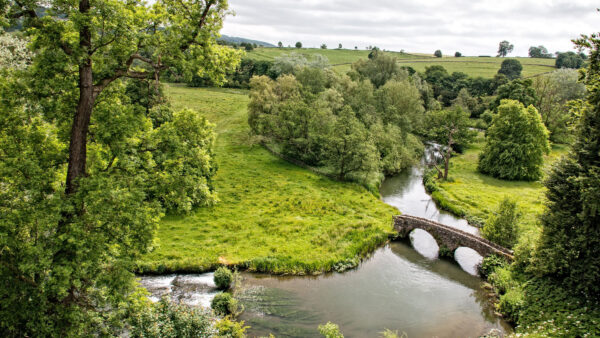 Wallpaper Forest, Covered, Trees, Desktop, River, Bridge, Between