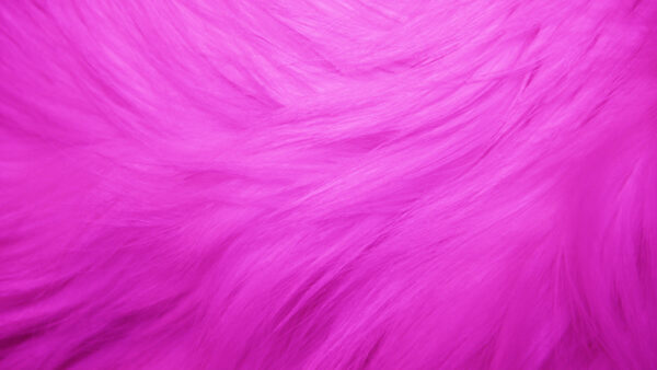 Wallpaper Fur, Desktop, Feather, Pink, Background
