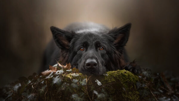 Wallpaper Shepherd, Black, German, Pet, Dog
