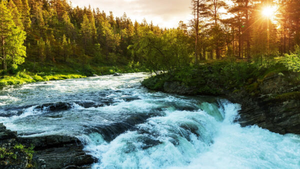 Wallpaper Forest, Nature, Trees, Stream, Water, Rocks, Scenery, Sunbeam, Between, Green, River