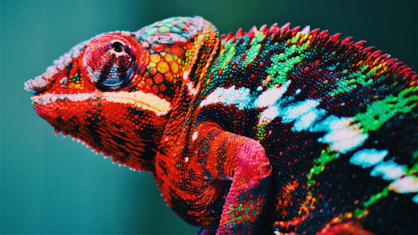 Wallpaper Chameleon, Red, Colorful, Background, Blur, Animals