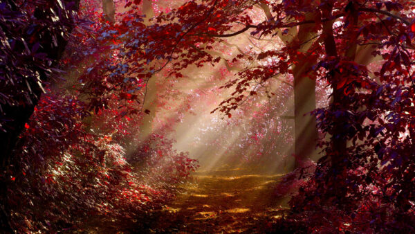 Wallpaper With, Nature, Forest, Autumn, Sunrays, Red