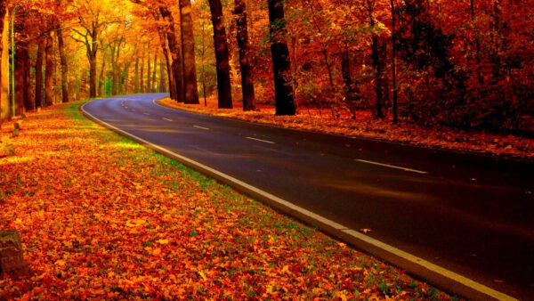 Wallpaper Colorful, Desktop, Fall, Trees, Autumn, During, Season, Nature, Between, Forest, Road, Concrete