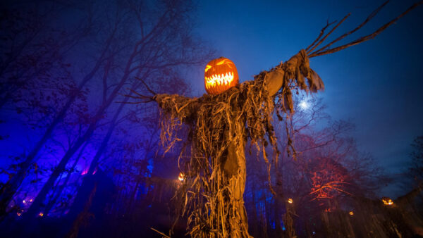 Wallpaper Halloween, Spooky, Desktop, Forest, Pumpkins, Scarecrow