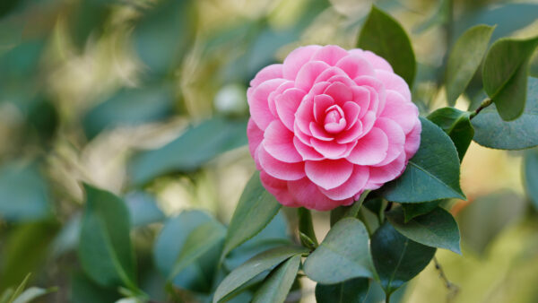 Wallpaper Flower, Mobile, Rose, With, Camellia, Background, Flowers, Leaves, Green, Desktop, Blur, Petals