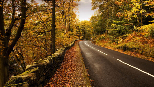 Wallpaper Between, Forest, Road, Canada, Mountain