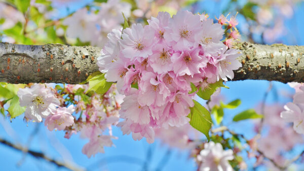 Wallpaper Bunch, Desktop, Sky, Background, Mobile, Blue, Flowers, Blur, Blossom, Pink, Branch