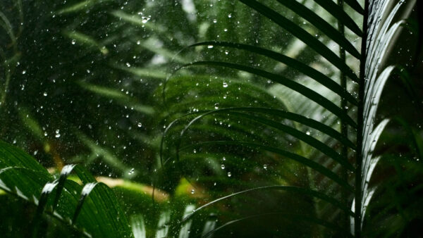 Wallpaper Plants, Nature, Green, Leaves, Glass, Drops, Rain