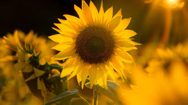 Wallpaper Background, Sunflowers, Sunrays, Desktop, Yellow, Flowers, Mobile, Field