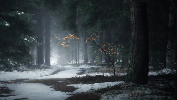 Wallpaper With, Covered, Path, Between, Snow, Trees, Nature, Forest