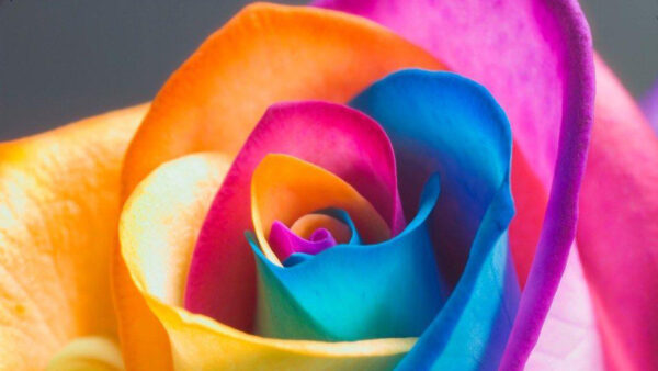 Wallpaper Flower, Rainbow, Color, Desktop, Abstract